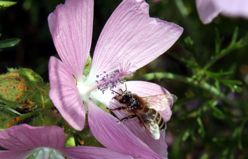 Honigbiene auf der Blüte einer Moschus-Malve Honigbiene auf der Blüte einer Moschus-Malve